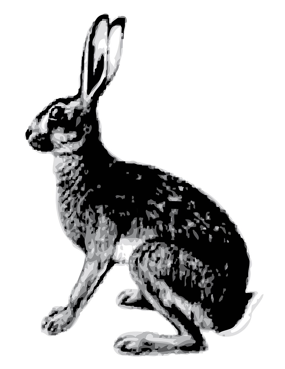 Abyssinian hare