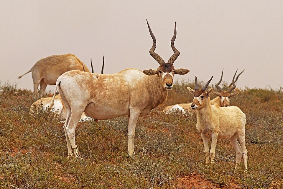 Addax