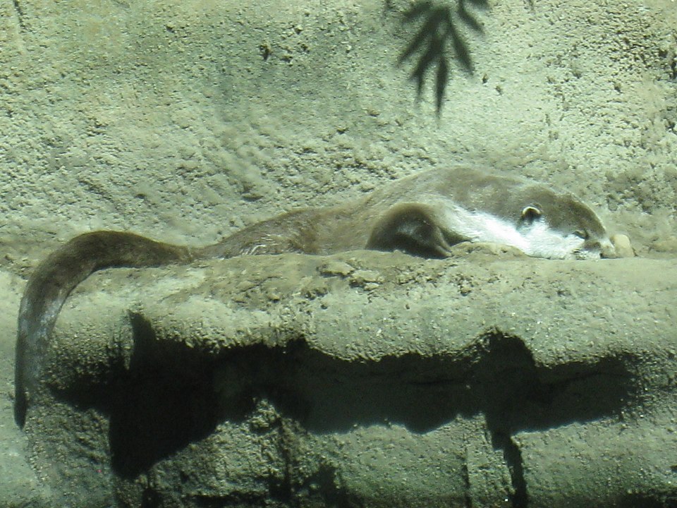 African clawless otter
