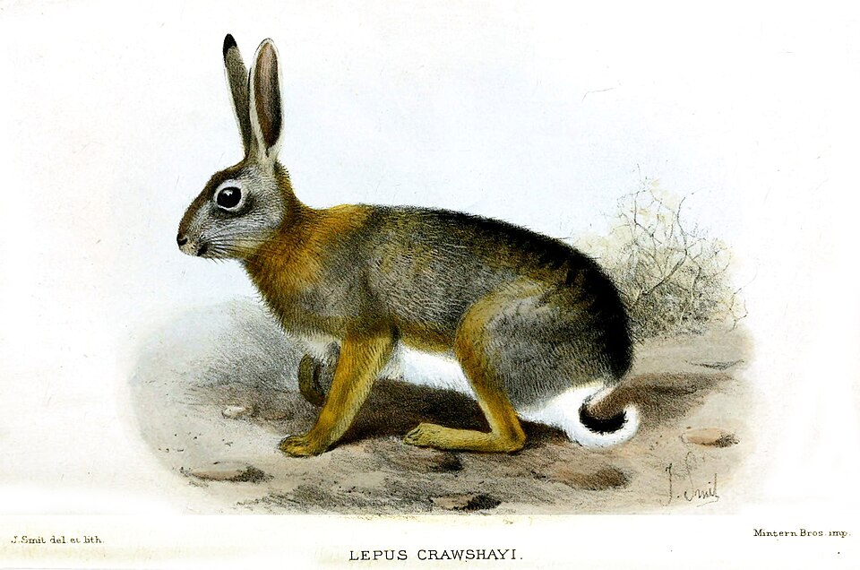 African savanna hare