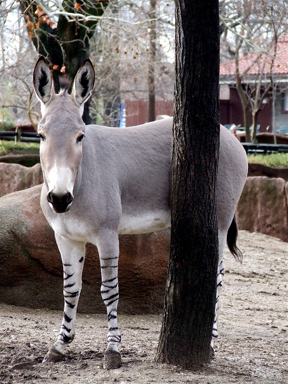 African wild ass