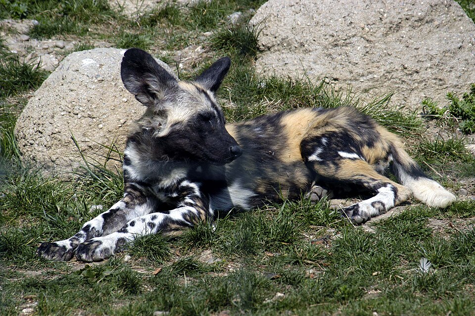 African wild dog