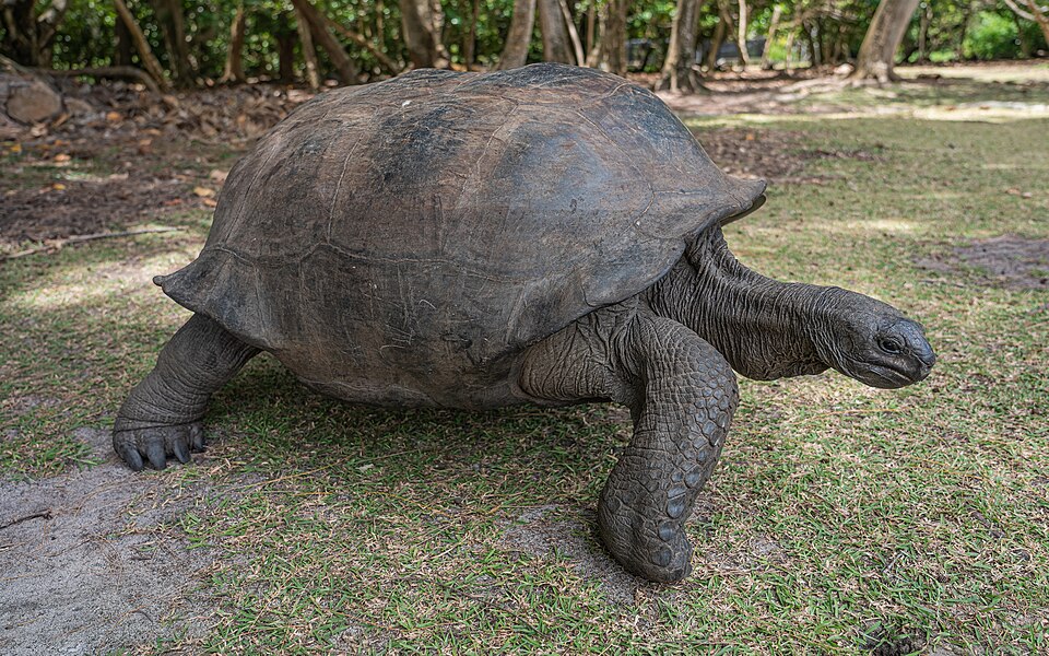 Aldabra giant tortoise