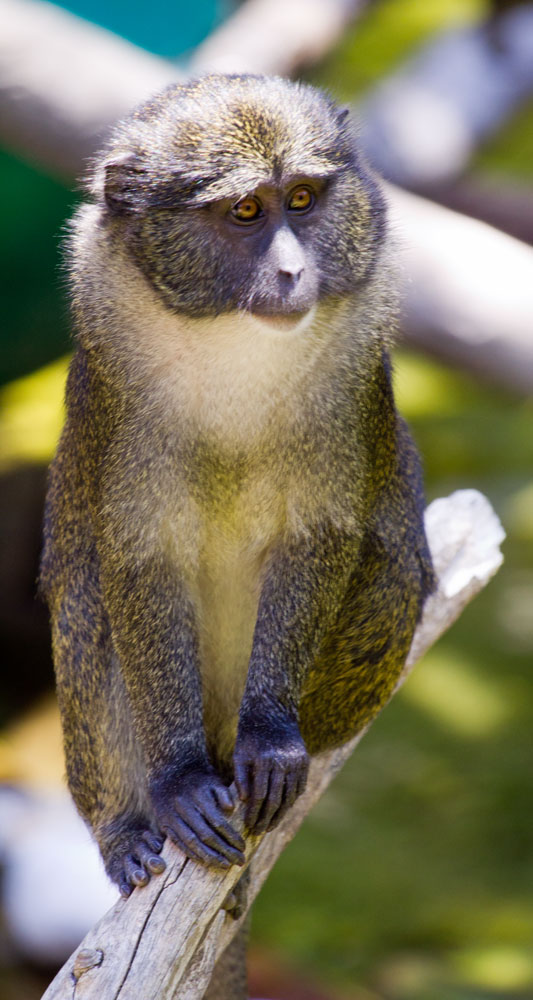 Allen's swamp monkey