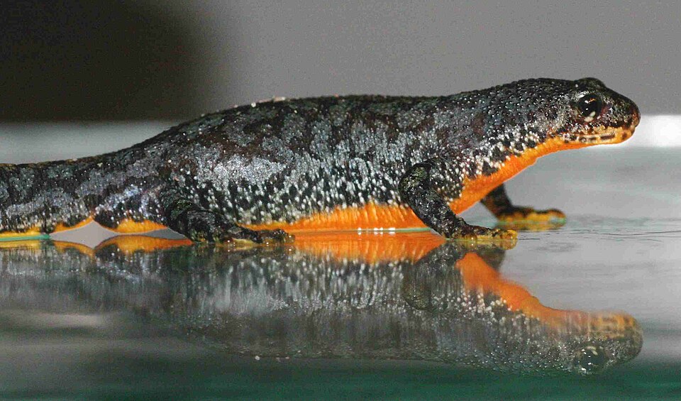Alpine newt