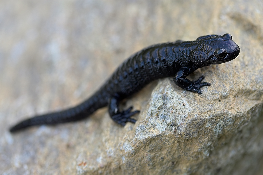 alpine salamander