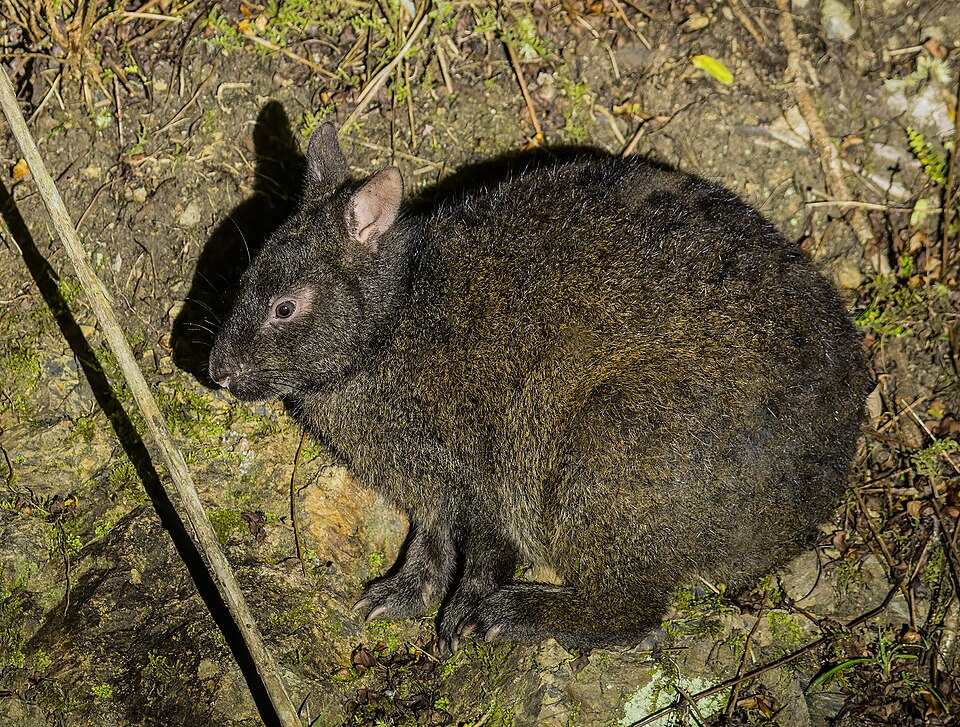 Amami rabbit