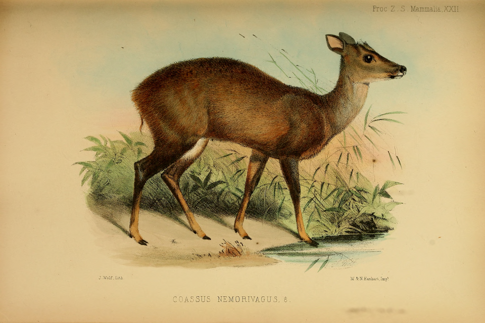 Amazonian brown brocket