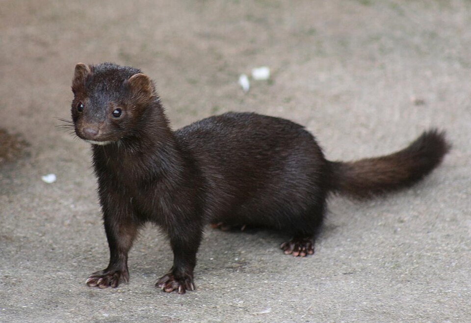 American mink
