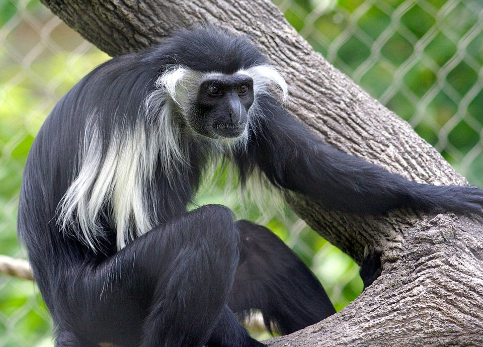Angola colobus