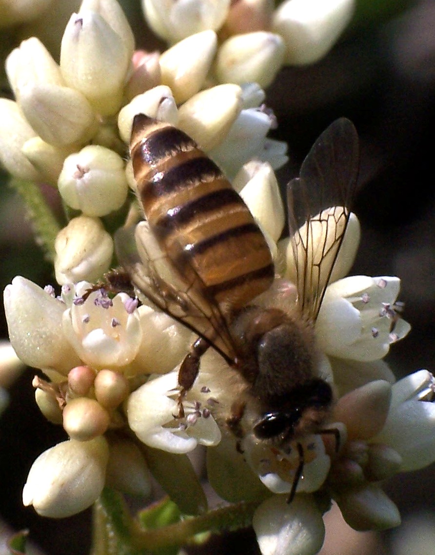 abeja asiática