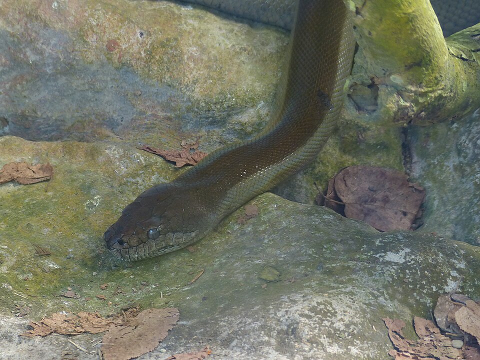 Apodora