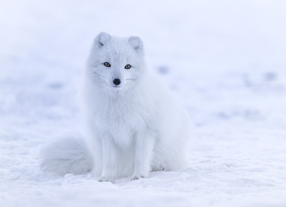 Arctic fox