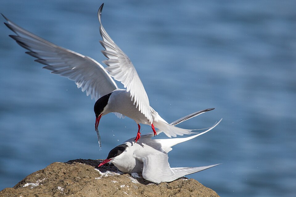 Arctic tern