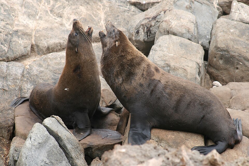 Neuseeländischer Seebär