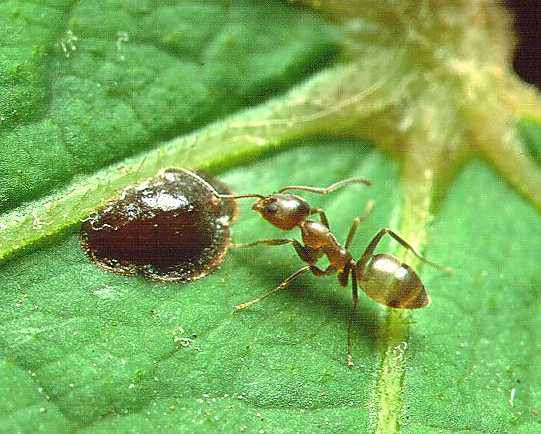 Argentine ant