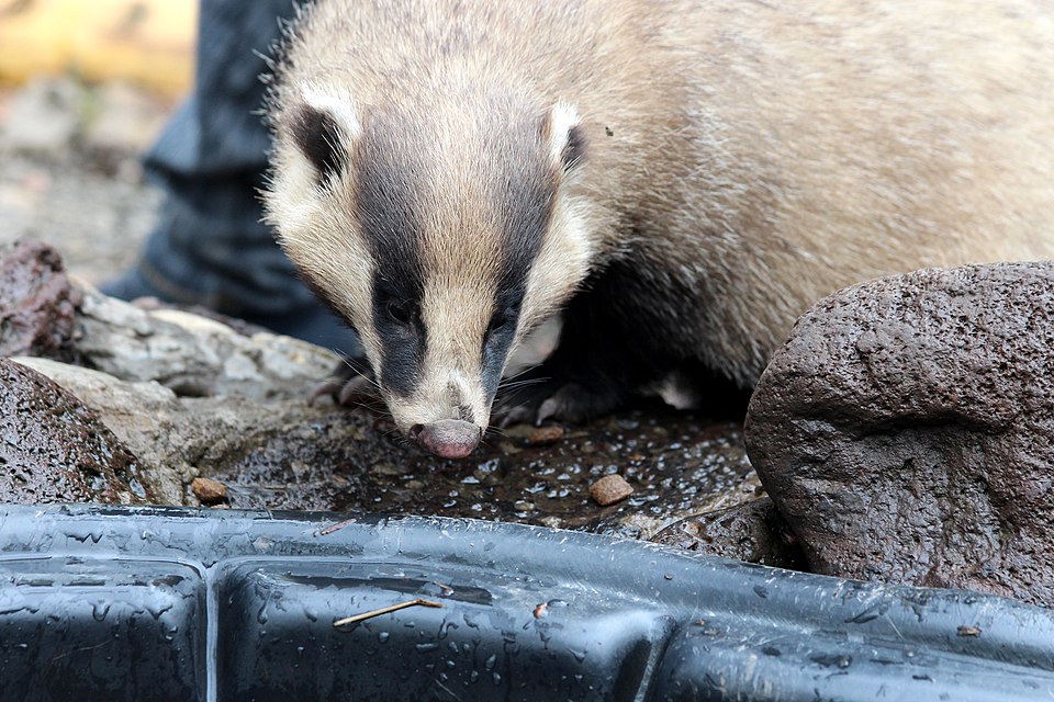 Asian badger