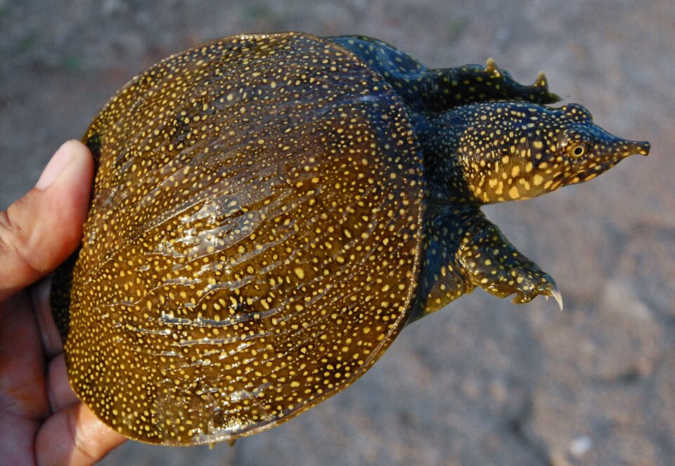 Asiatic softshell turtle