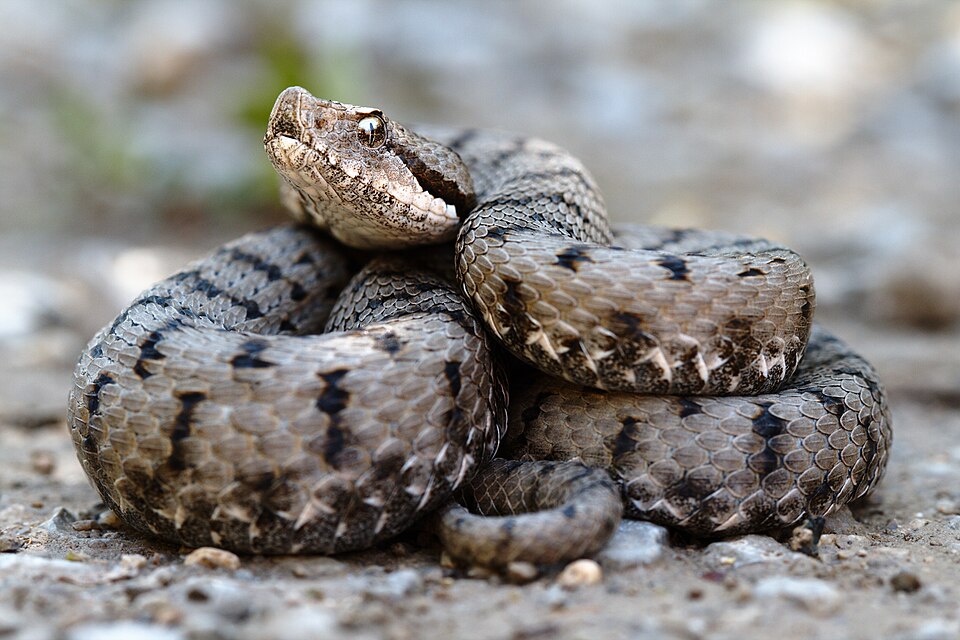aspic viper