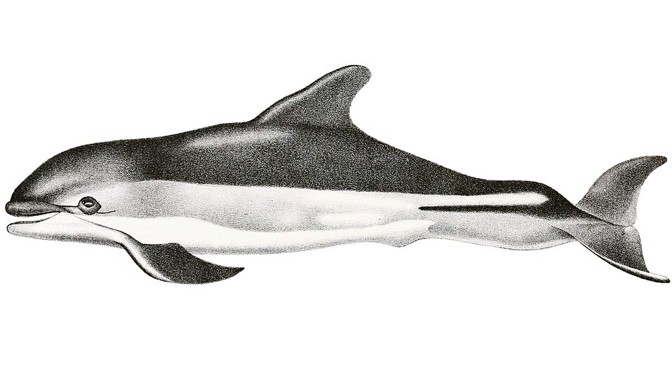 Atlantic white-sided dolphin