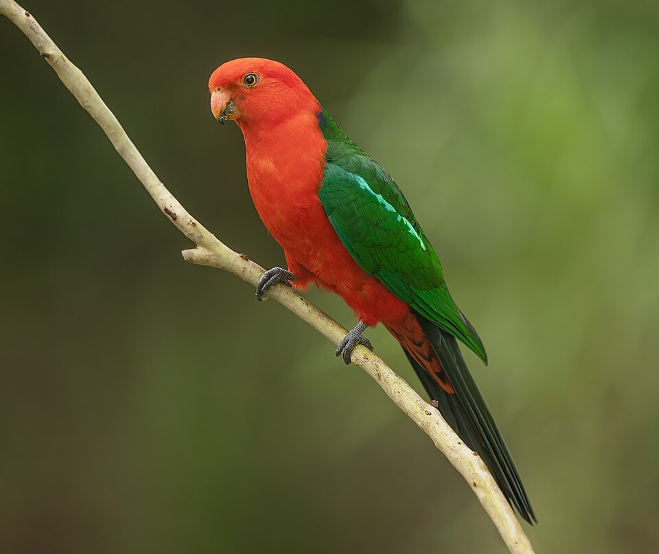 Australian King Parrot