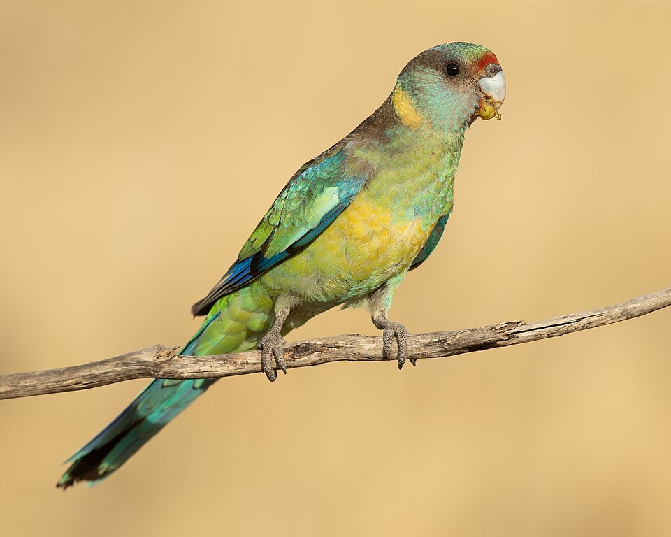 Australian Ringneck