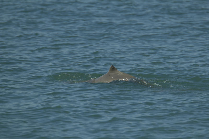Australian snubfin dolphin