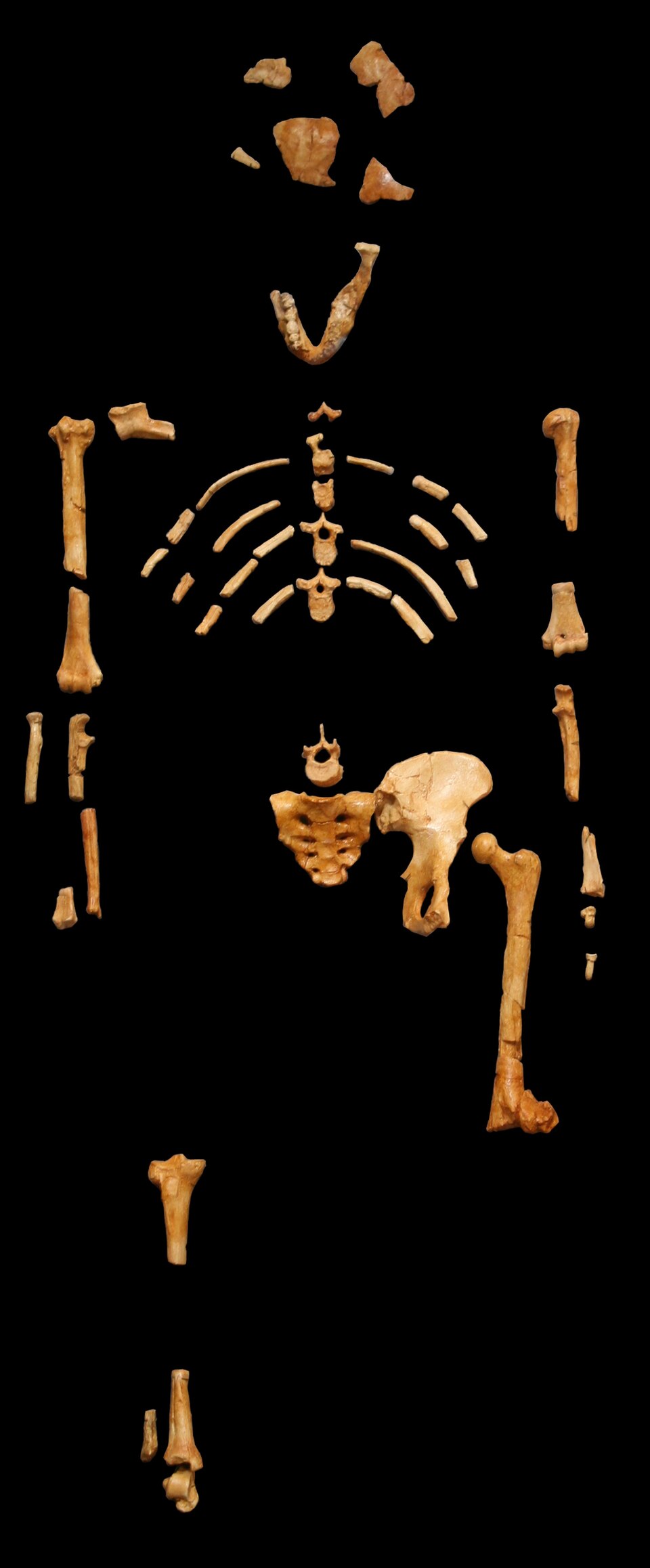 Australopithecus afarensis cumio