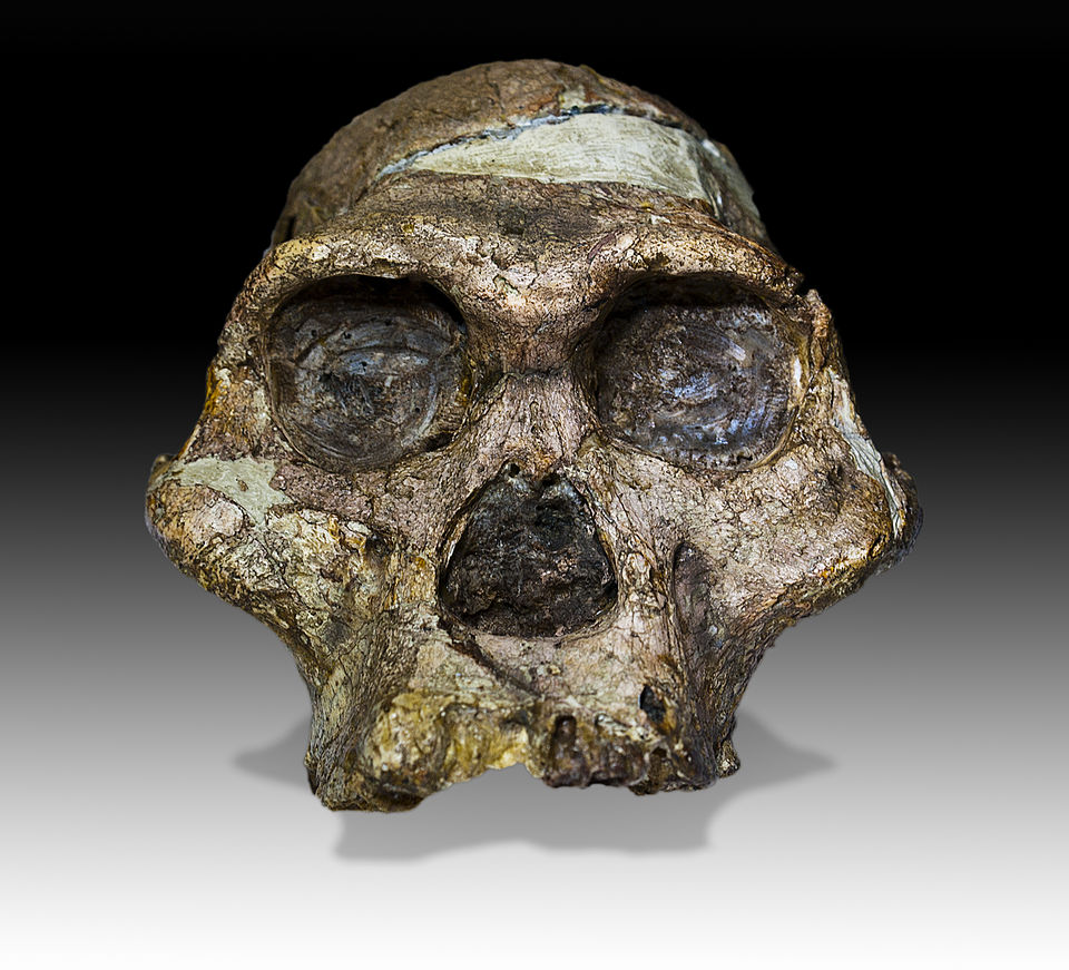 Australopithecus africanu