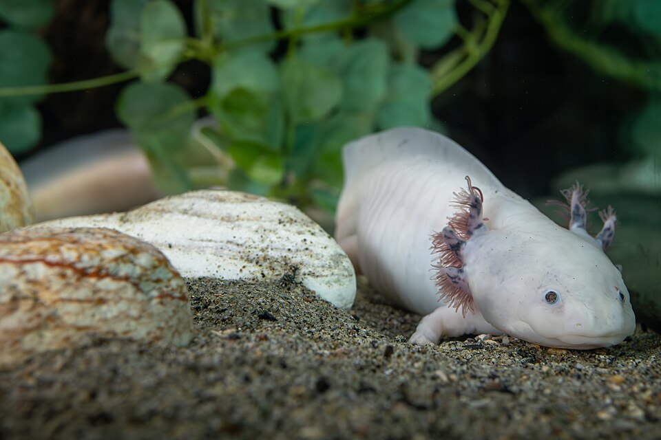 Axolotl
