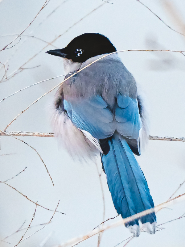 Azure-winged Magpie