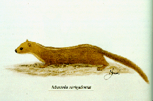 Back-striped weasel