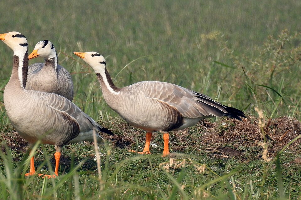 bar-headed goose