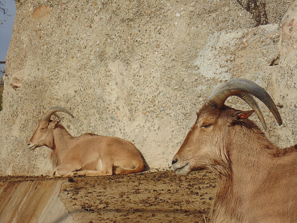 Barbary sheep