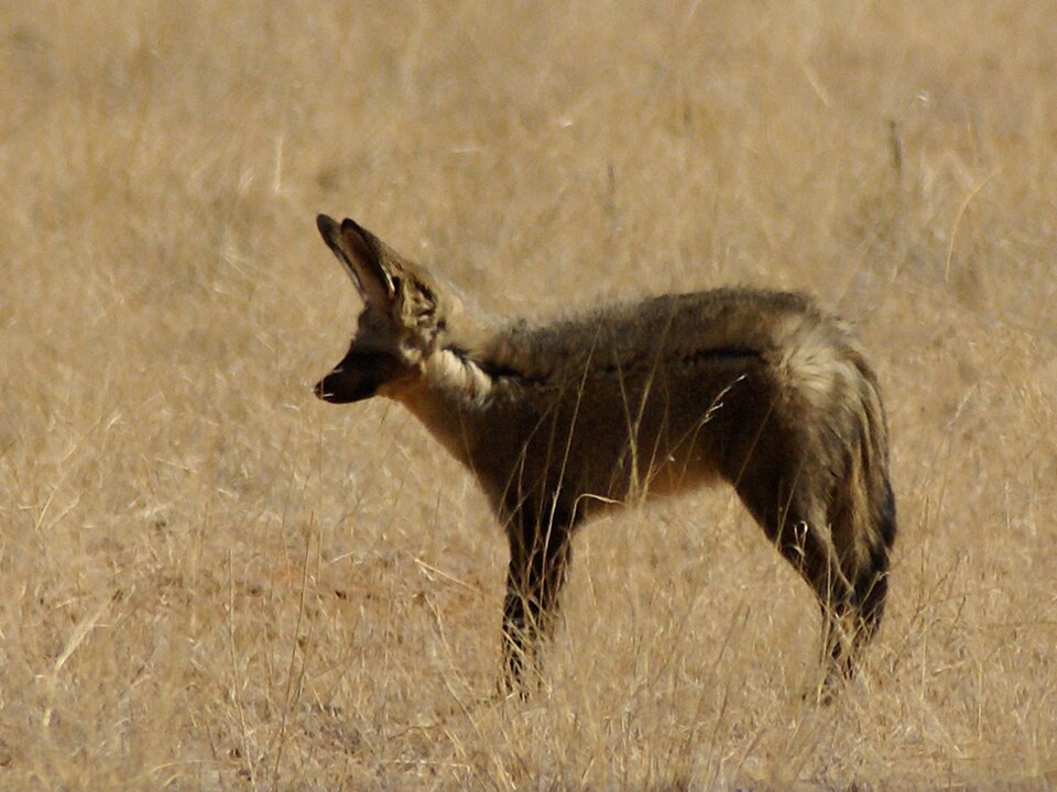 Bat-eared fox