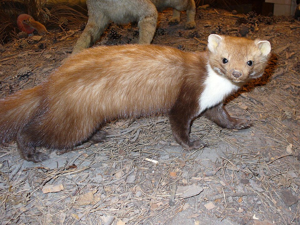 beech marten