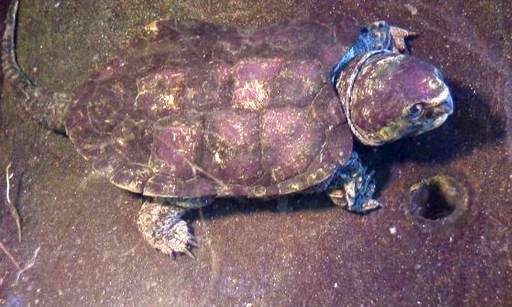 big-headed turtle