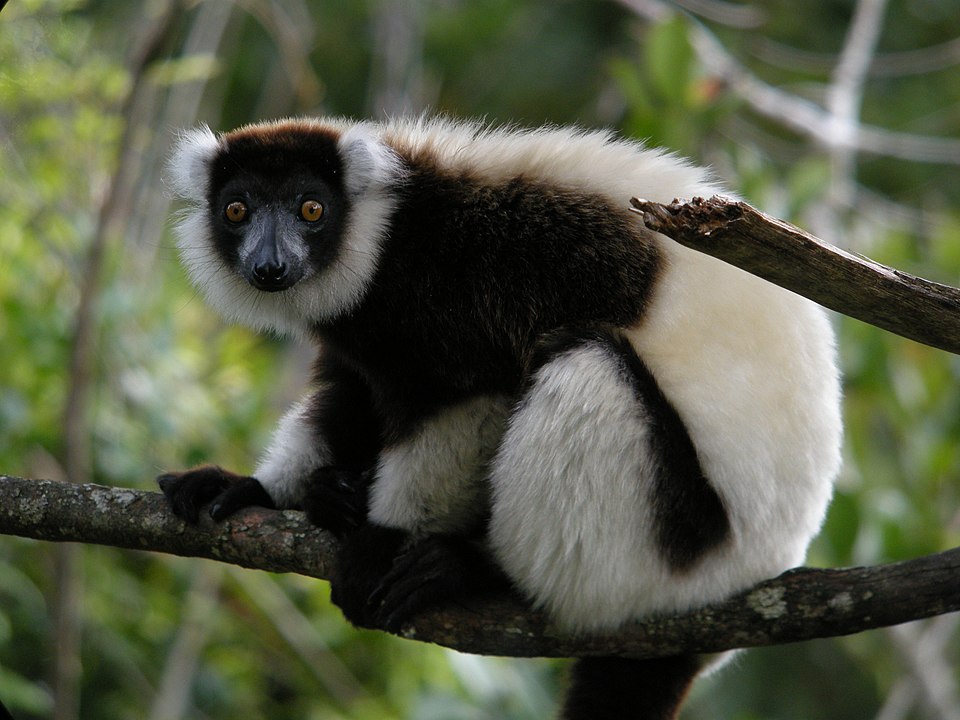 black-and-white ruffed lemur
