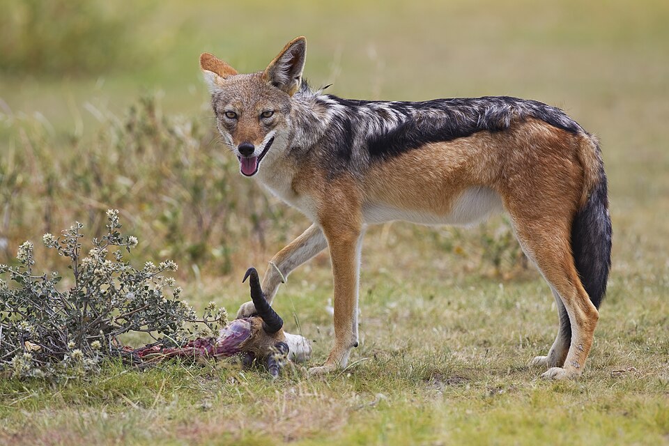 black-backed jackal