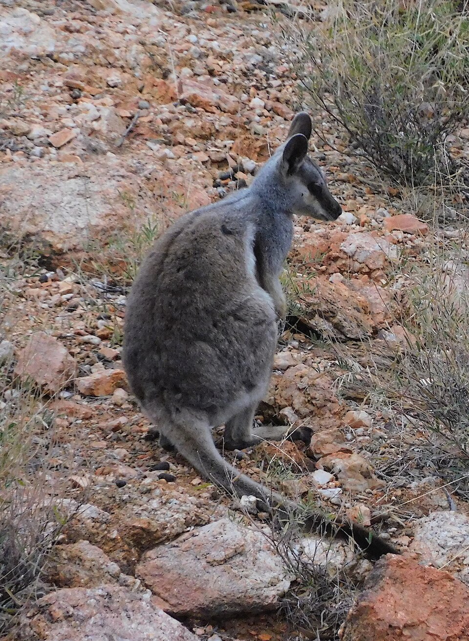 Black-flanked rock-wallaby