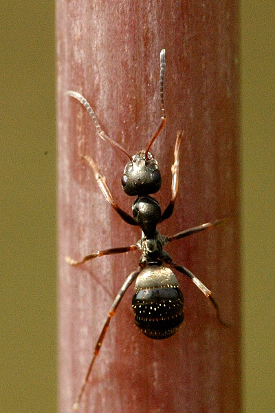 Black garden ant