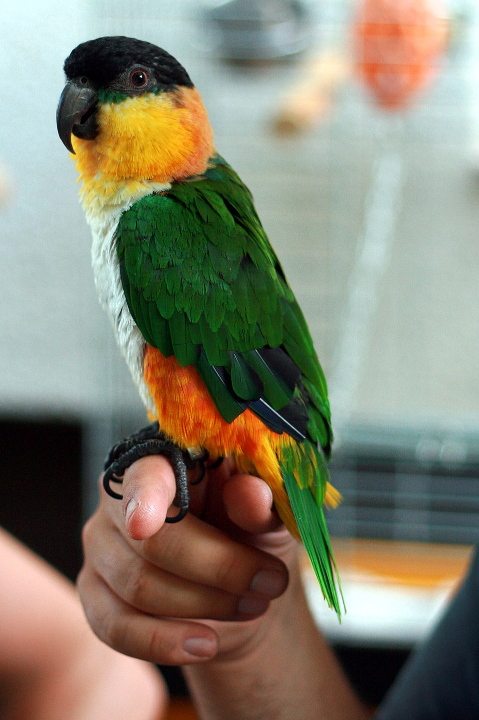 Black-headed Parrot
