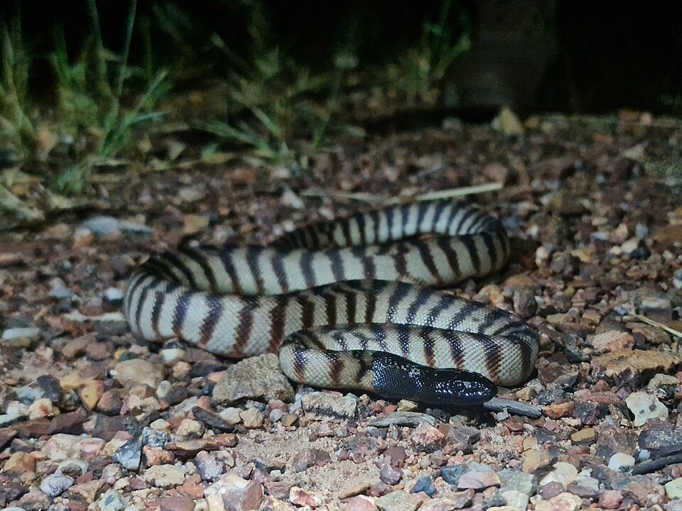 Black-headed Python