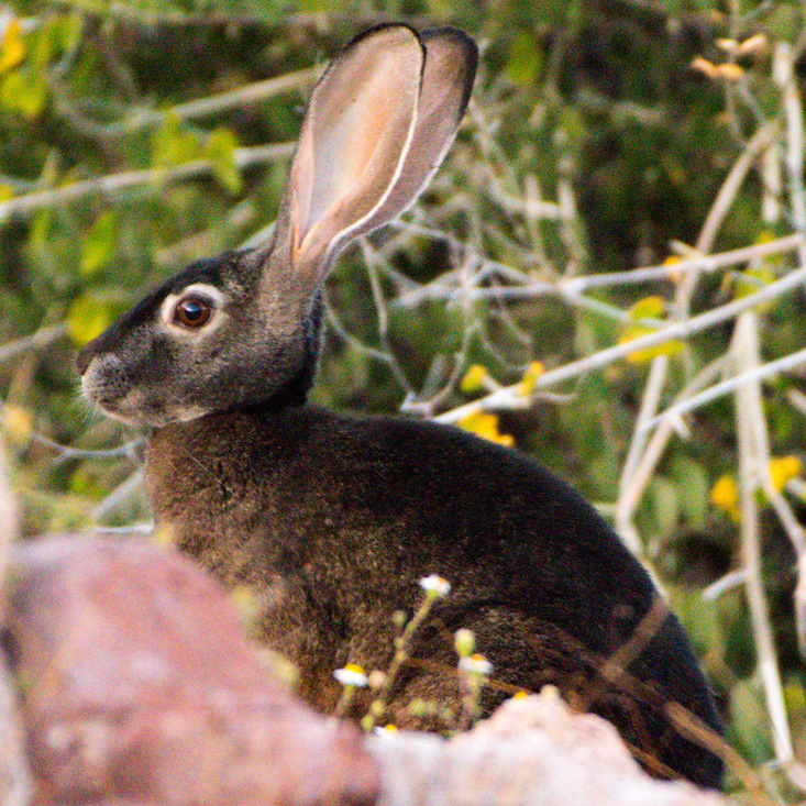 Black jackrabbit
