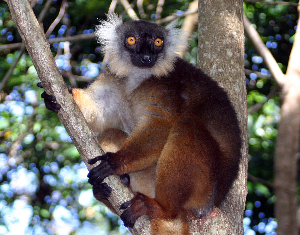 Black lemur