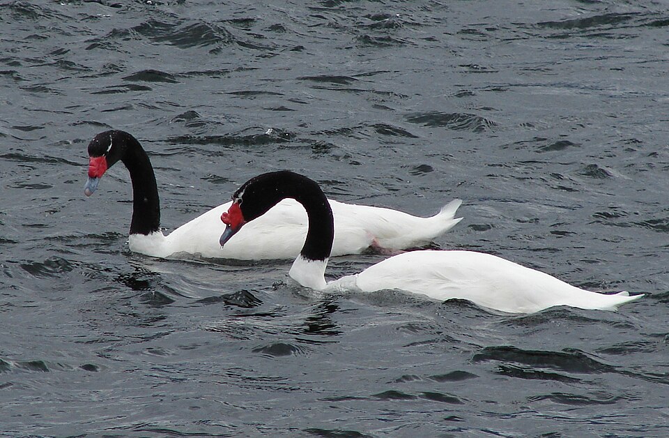 Black-necked Swan