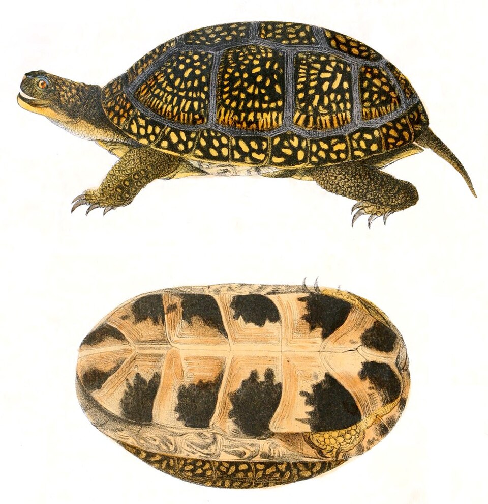 Blanding's turtle