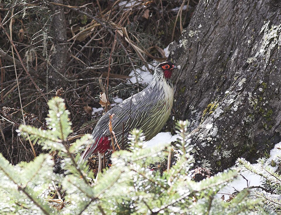 Blood Pheasant