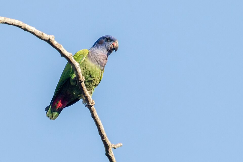 Blue-headed Parrot