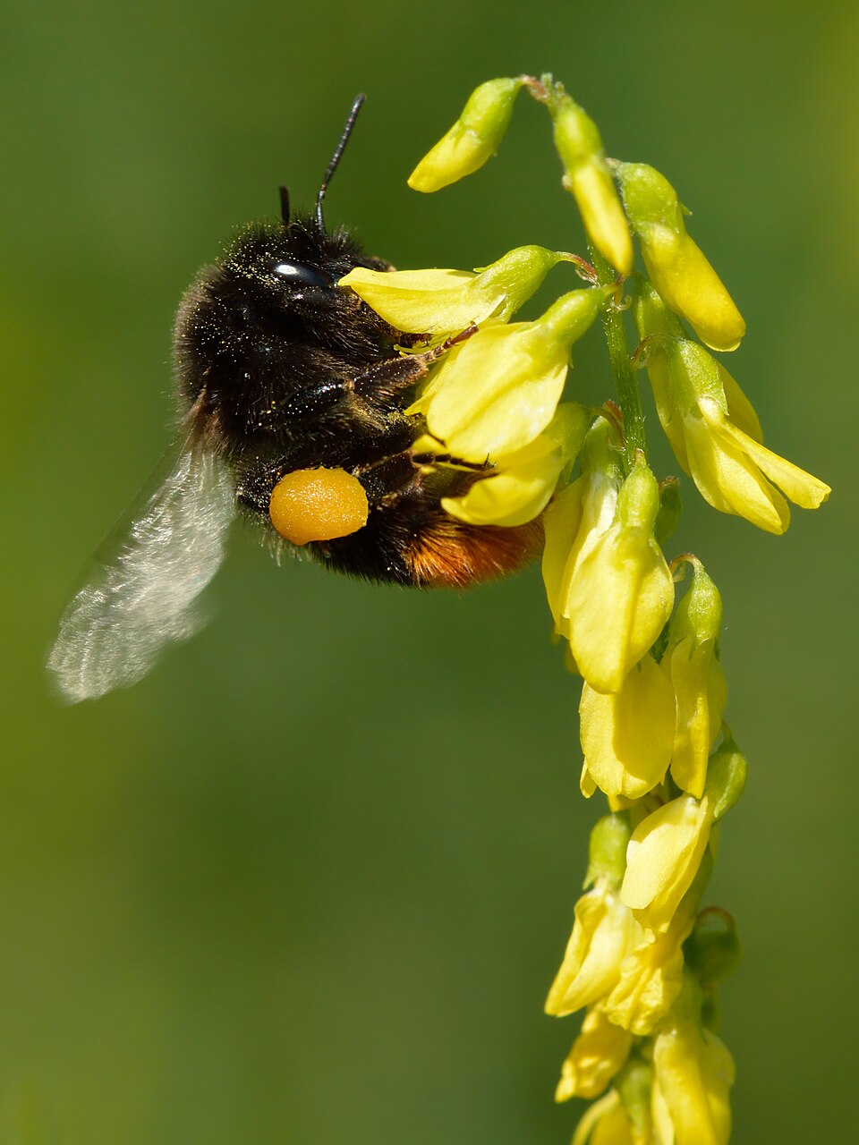 Steinhummel